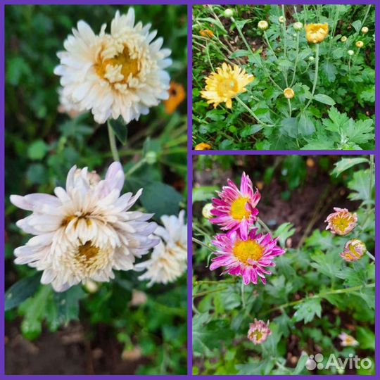 Многолетние цветы