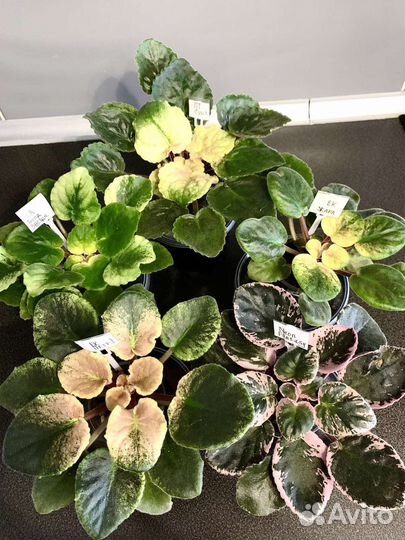 Сортовые фиалки