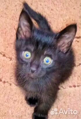 Черный котенок в добрые руки