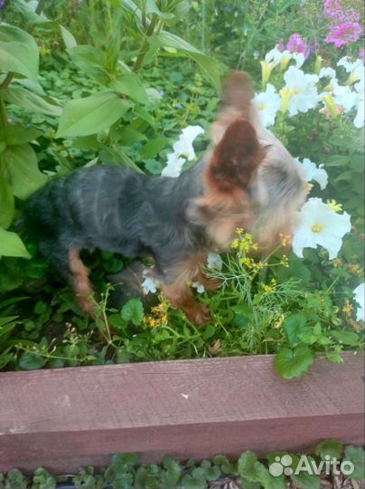 Вязка мини йорк