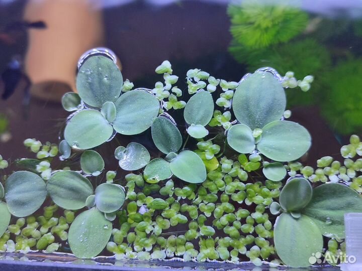 Прополка аквариума бесплатно