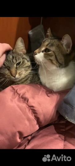 Кошка Туся котик Мурзик