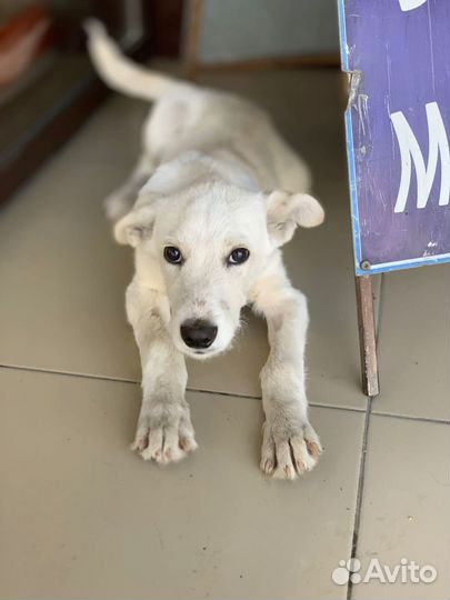 Щенок ищет дом