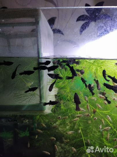 Мальки моллинезии(живородящие рыбки)