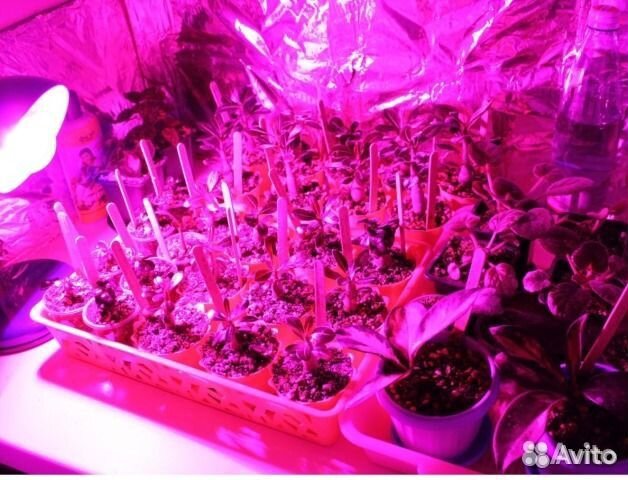 Фитолампы для растений Uniel