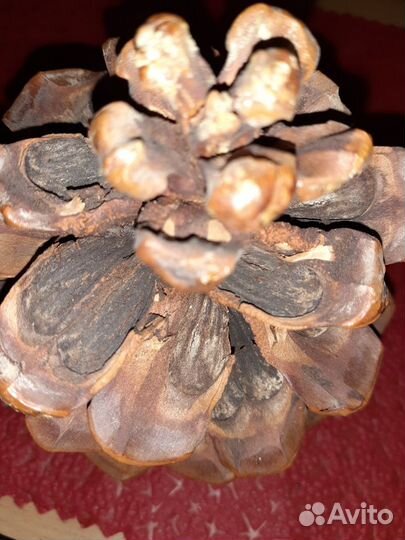 Шишка кедровая 12х18см, для дизайна, для рукоделия