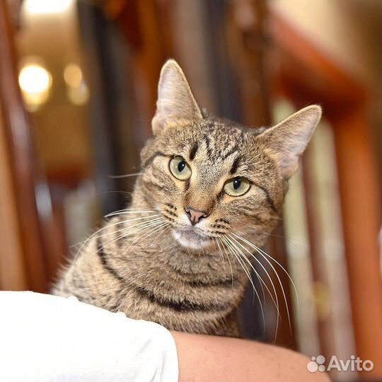 Каждому хвостику шанс на новую жизнь