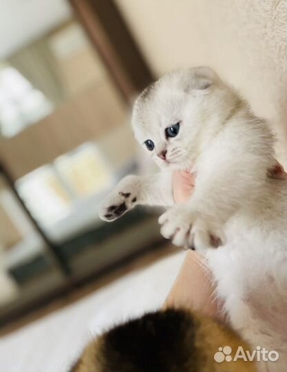 Котята шиншилята