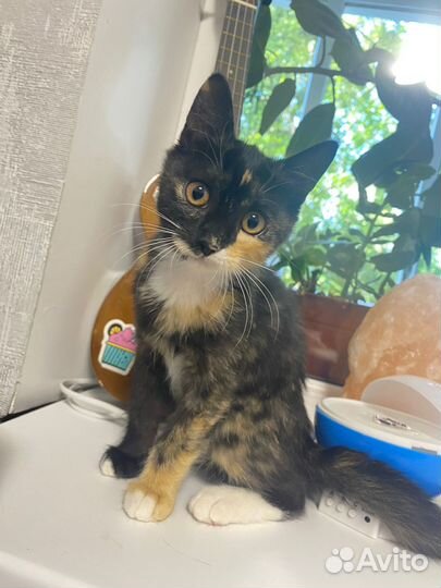 Котята в добрые руки бесплатно