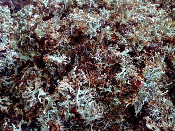 Исландский мох (Цетрария Исландская)