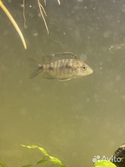 Продаю рыбок