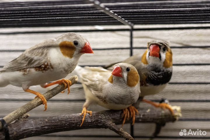 Зебровые амадины