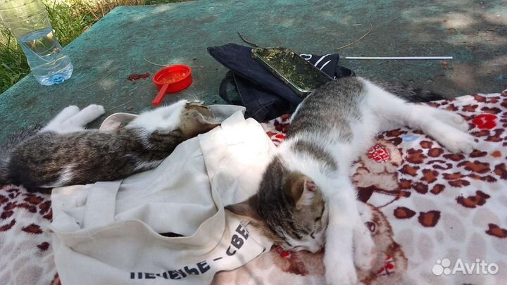 Отдаю 2-ое котят бесплатно
