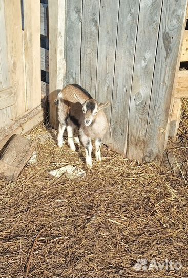 Козлята ламанча-альпийские