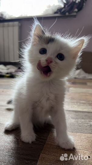 Милые котята, девочки