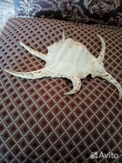 Морская ракушка