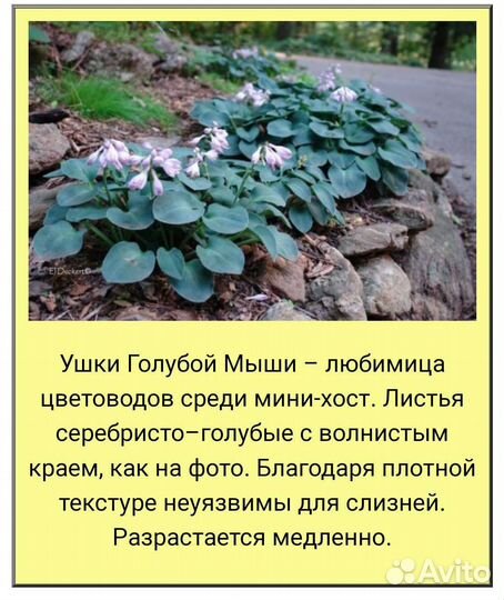 Хоста растение