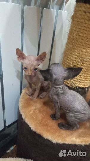 Канадский сфинкс котенок