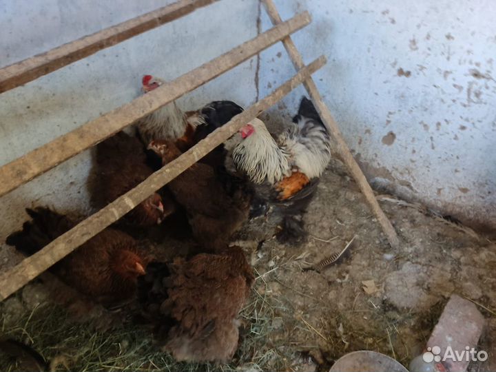 Куры брамафазаны,Петухи