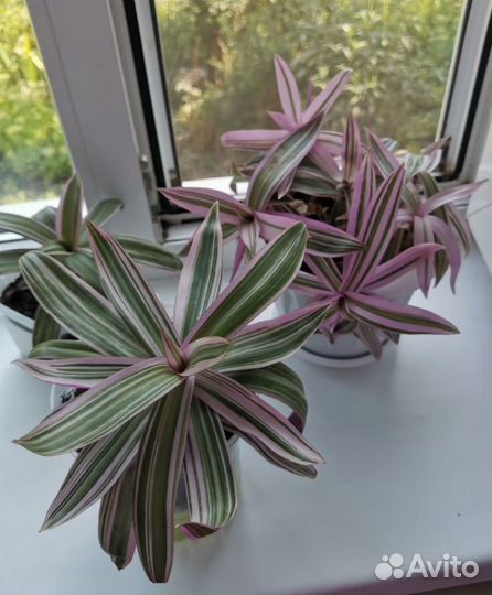 Комнатные цветы