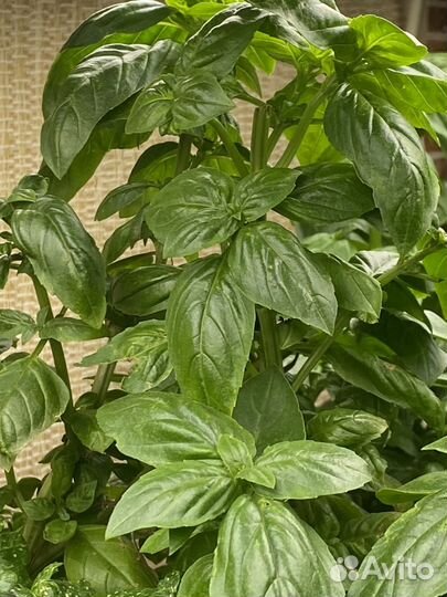 Микрозелень, мята, базилик