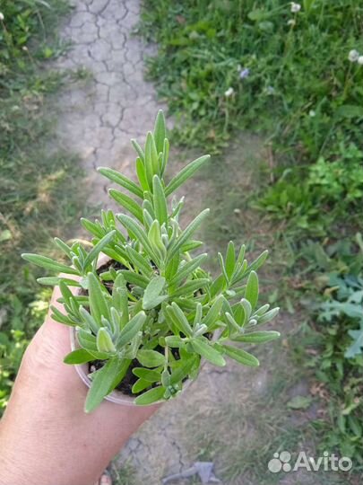 Лаванда можжевельник туя