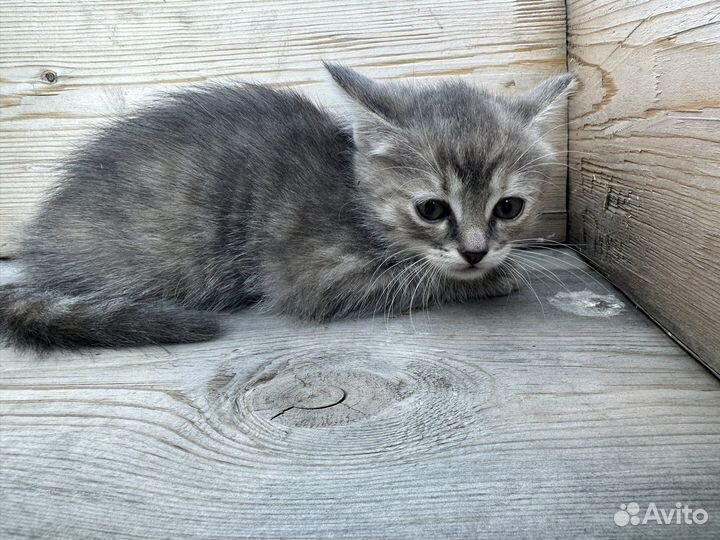 Котенок, девочка 1,5 месяца