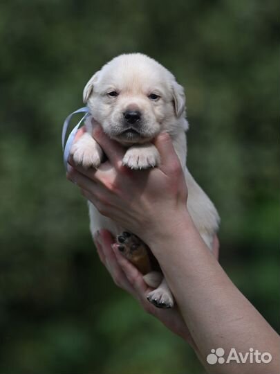 Лабрадор щенки