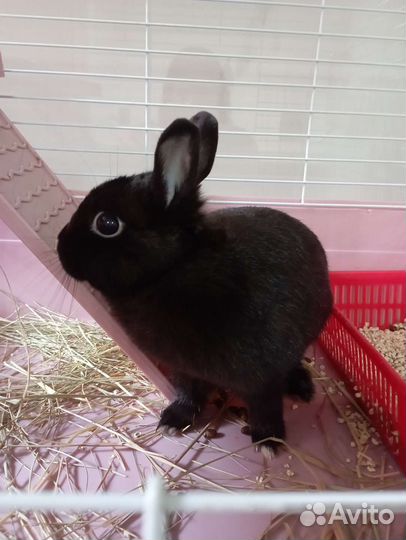 Передержка кроликов птиц грызунов