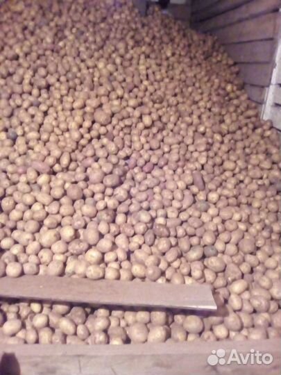 Продам картофель