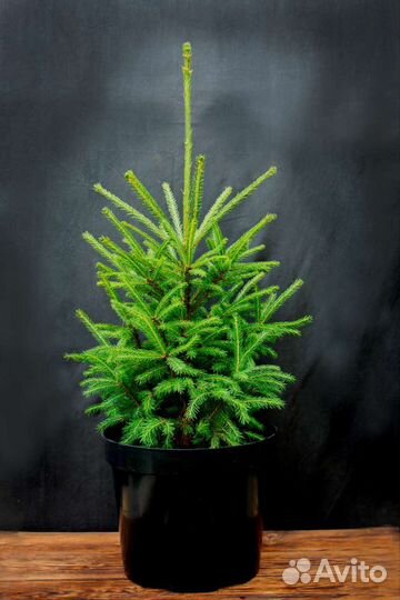 Саженцы ели обыкновенной