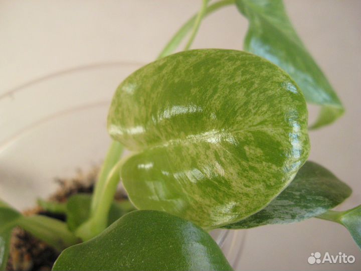 Обменяю суккуленты, ароидные на хойи. Более 200 ра