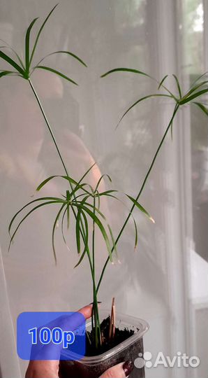 Металическая подставка для цветов.Горшки. Аглонема