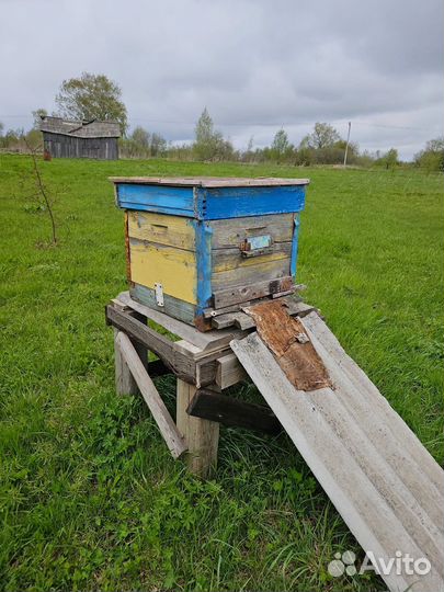 Улей с пчелами