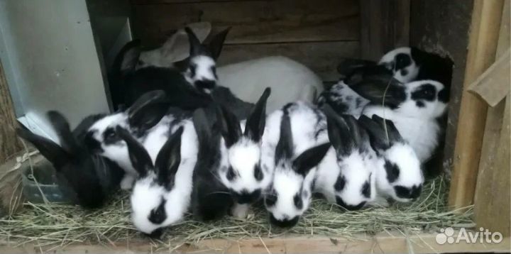 Продам крольчат