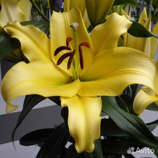 Лилия эльдорет луковица