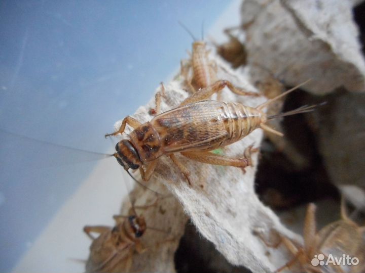 Кормовые тараканы и сверчки