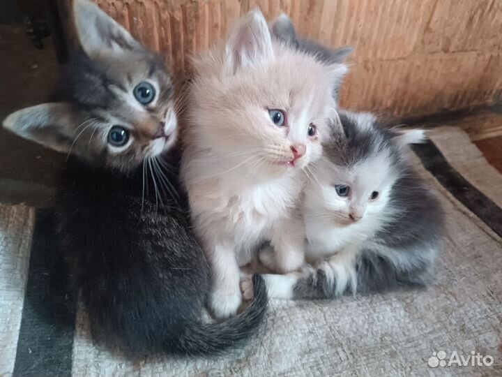 Котенок -пушистый друг