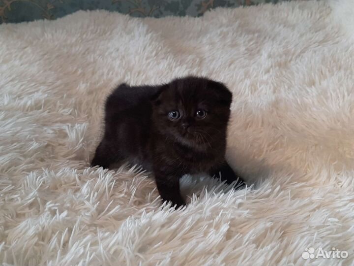 Котята шотландцы