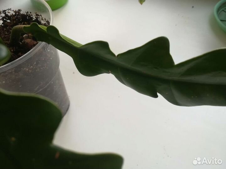 Филодендрон джангл буги