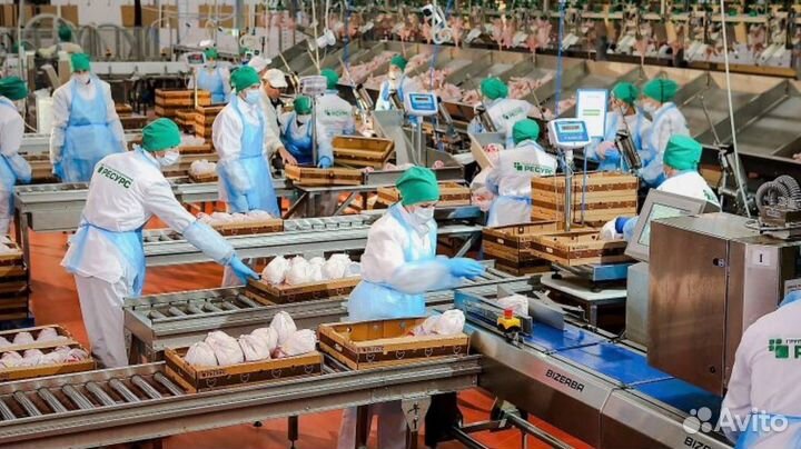Птицефабрика приглашает на работу: вахтовый метод