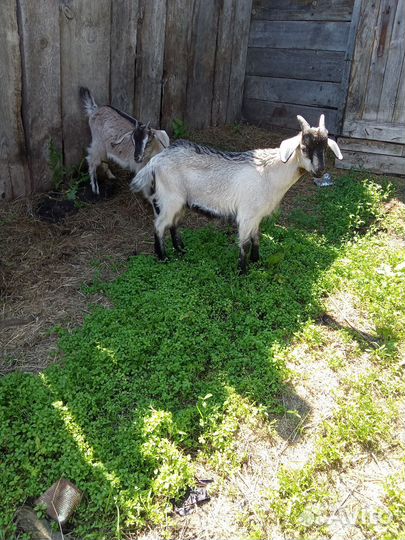 Коза и козлик