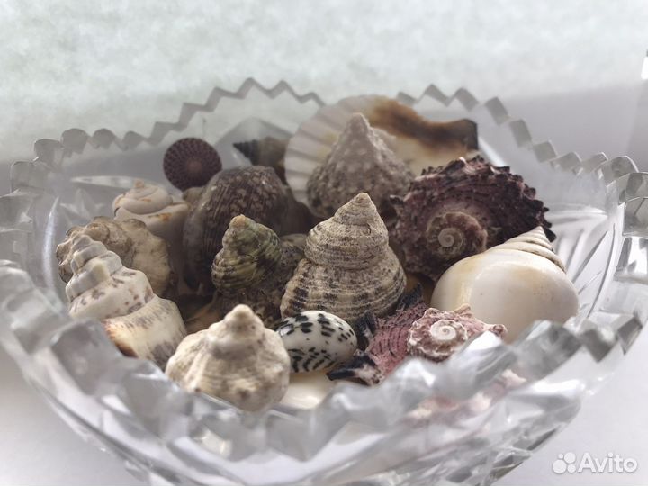 Ракушки морские