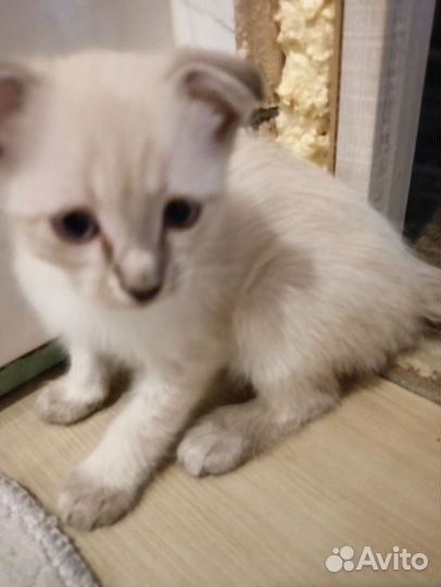 Вислоухие котята в добрые руки