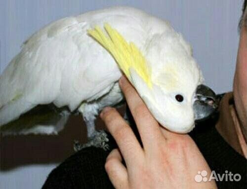 Ручной говорящий попугай желтохохлый какаду