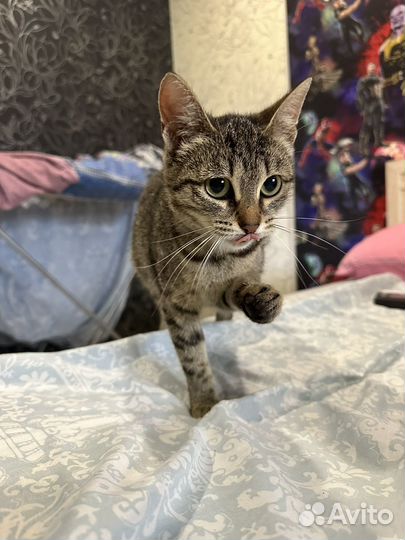 Кошка