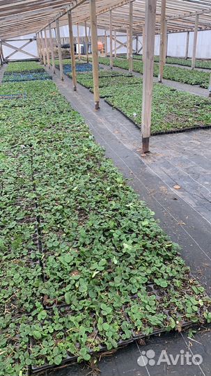 Рассада клубники