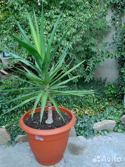 Юкка комнатная