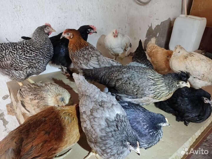 Куры несушки