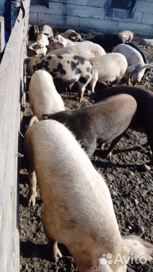 Хряк на племя свиноматки